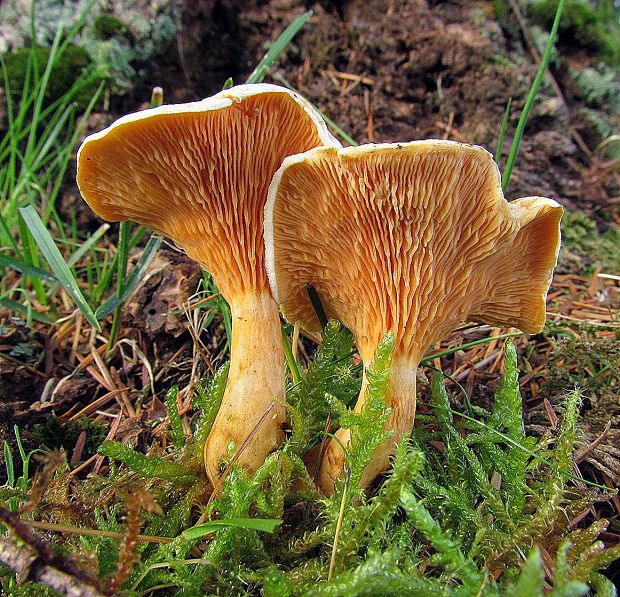 líška oranžová Hygrophoropsis aurantiaca (Wulfen) Maire