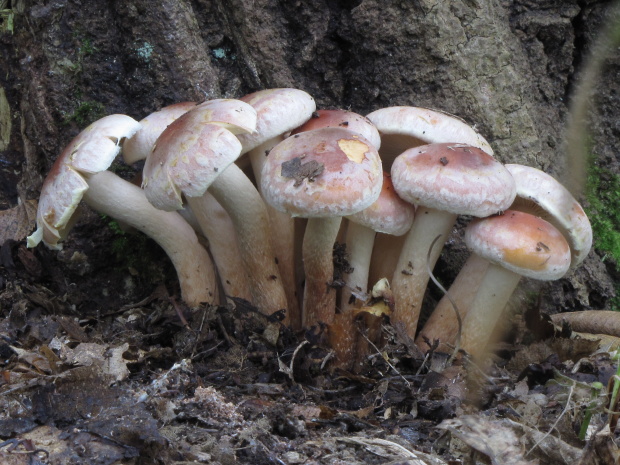 strapcovka tehlovočervená Hypholoma lateritium (Schaeff.) P. Kumm.