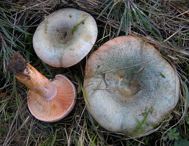 rýdzik hrdzavohnedý Lactarius quieticolor Romagn.