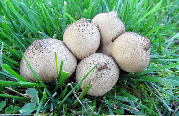 prášnica hruškovitá zahrotená Lycoperdon pyriforme var. acuminatum (Bosc) F. Šmarda