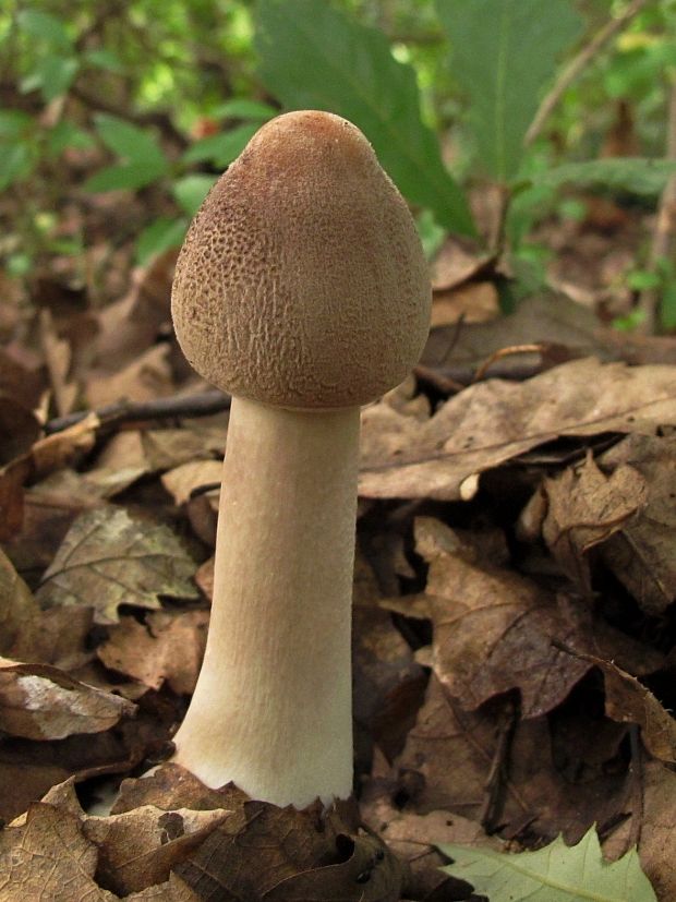 bedľa vysoká Macrolepiota procera (Scop.) Singer