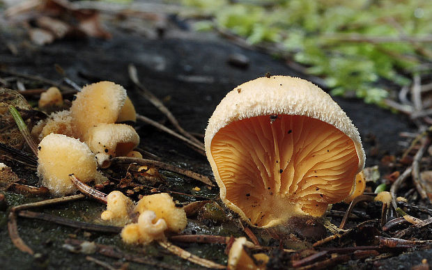 hlivník hniezdovitý Phyllotopsis nidulans (Pers.) Singer