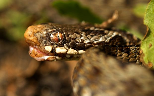 vretenica severná Vipera berus