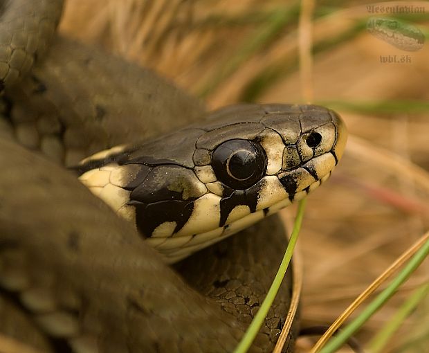 uzovka obojkoá natrix natrix