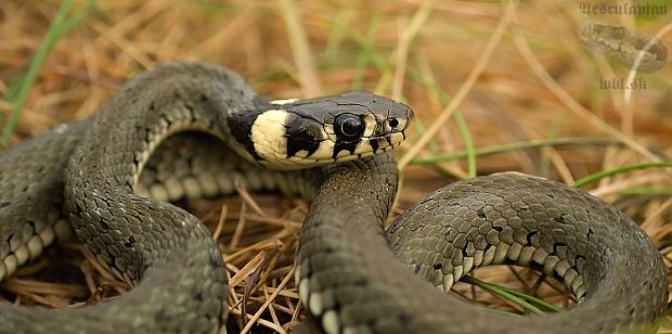 užovka obojková  natrix natrix