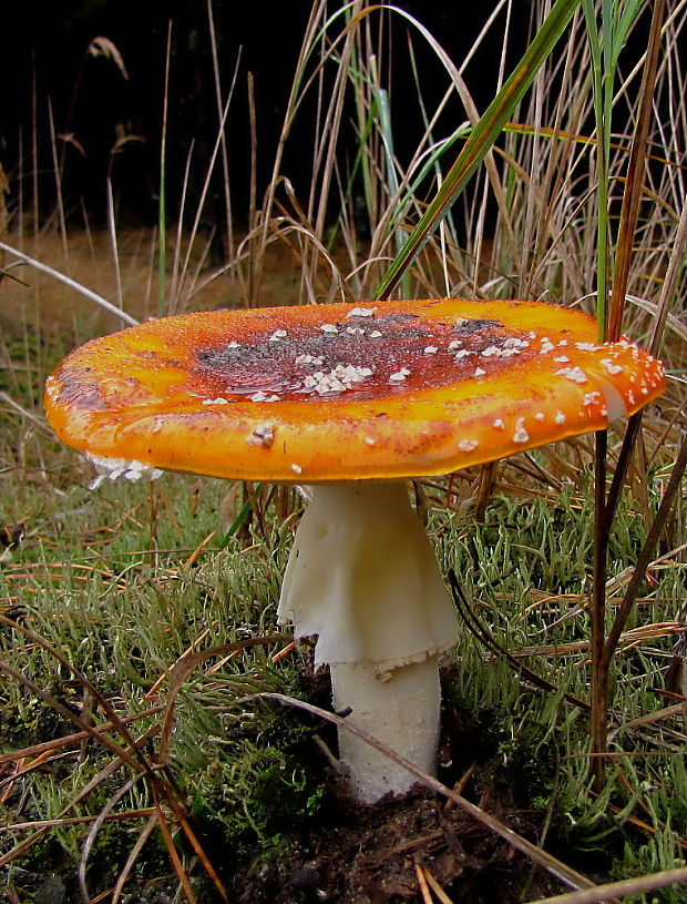 muchotrávka červená Amanita muscaria (L.) Lam.