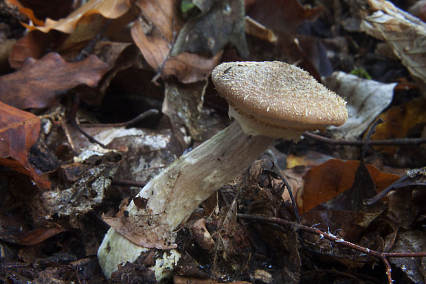 podpňovka Armillaria sp.