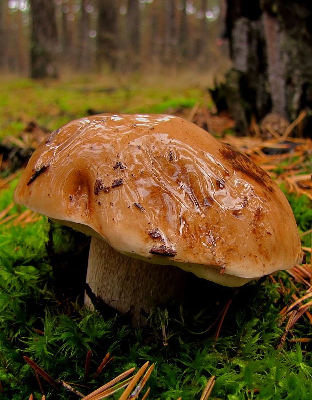 hríb smrekový Boletus edulis Bull.