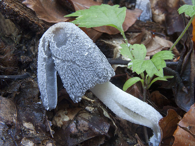 hnojník chlpatý Coprinopsis lagopus (Fr.) Redhead, Vilgalys & Moncalvo