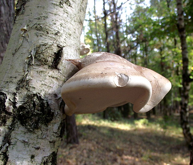 brezovník obyčajný Fomitopsis betulina (Bull.) B.K. Cui, M.L. Han & Y.C. Dai