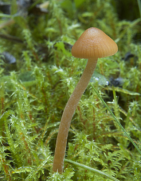 kapucňovka Galerina sp.