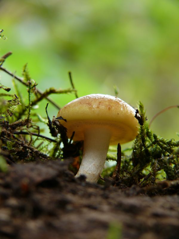 strapcovka Hypholoma sp.