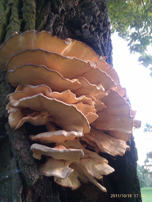 vejárovec obrovský Meripilus giganteus (Pers.) P. Karst.