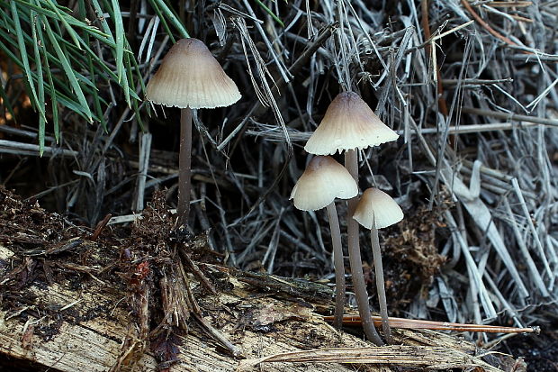 prilbička Mycena sp.