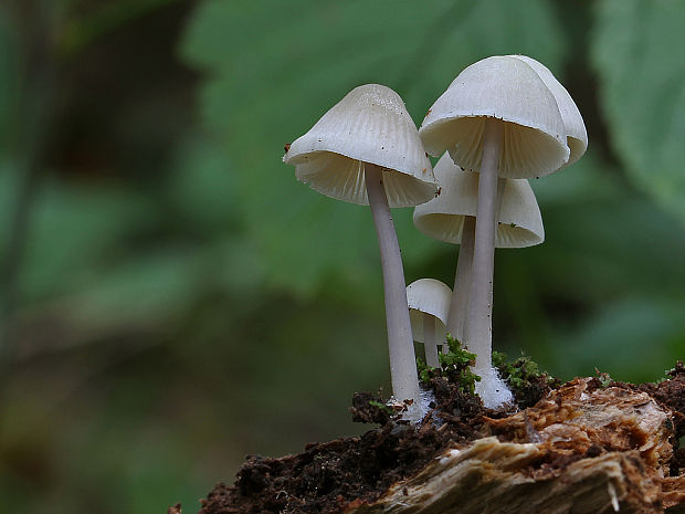 prilbička Mycena sp.