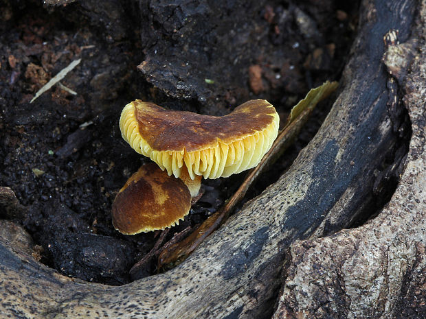 štítovka Pluteus sp.