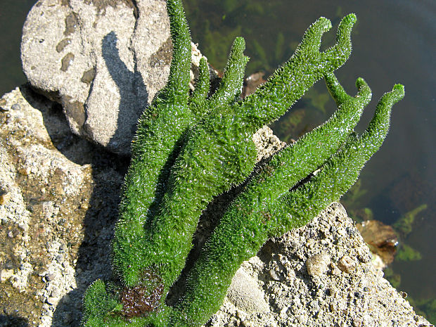 hubka jazerná/houba rybniční Spongilla lacustris (Linnaeus, 1758)