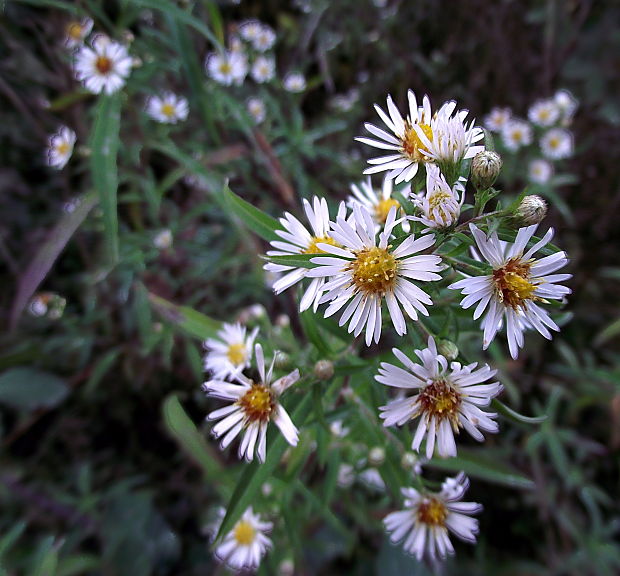 astra kopijovolistá  Aster lanceolatus