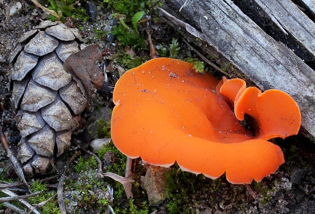 tanierovka oranžová Aleuria aurantia (Pers.) Fuckel