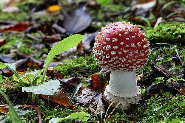 muchotrávka červená Amanita muscaria (L.) Lam.