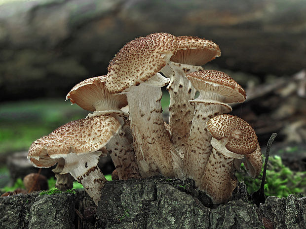 podpňovka tmavá Armillaria ostoyae (Romagn.) Herink