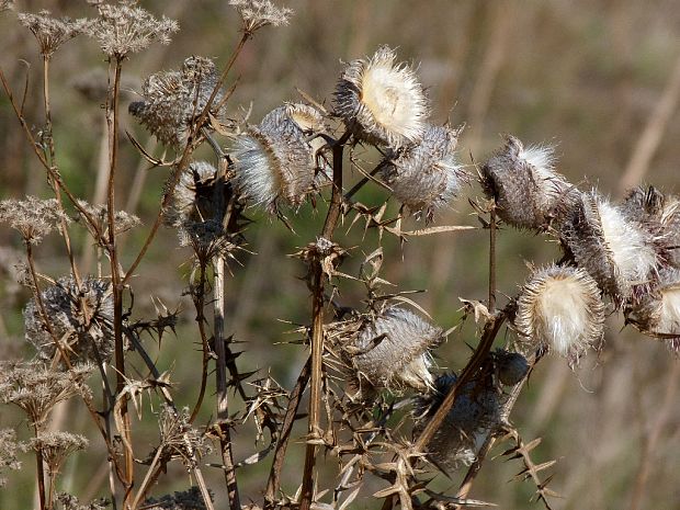 pichliač bielohlavý Cirsium eriophorum (L.) Scop.