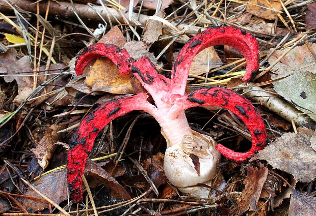 mrežovka kvetovitá Clathrus archeri (Berk.) Dring