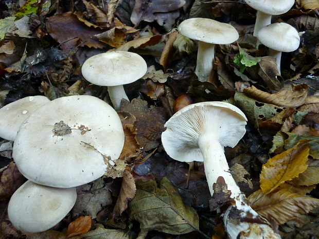 strmuľka inovaťová Clitocybe nebularis (Batsch) P. Kumm.