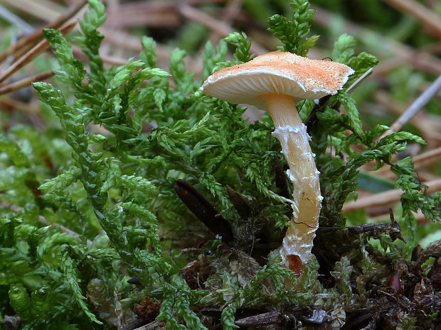 zrnivka okrová Cystoderma amianthinum (Scop.) Fayod