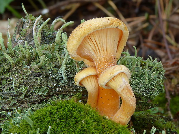 líška oranžová Hygrophoropsis aurantiaca (Wulfen) Maire