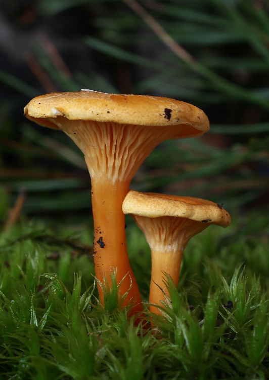 líška oranžová Hygrophoropsis aurantiaca (Wulfen) Maire