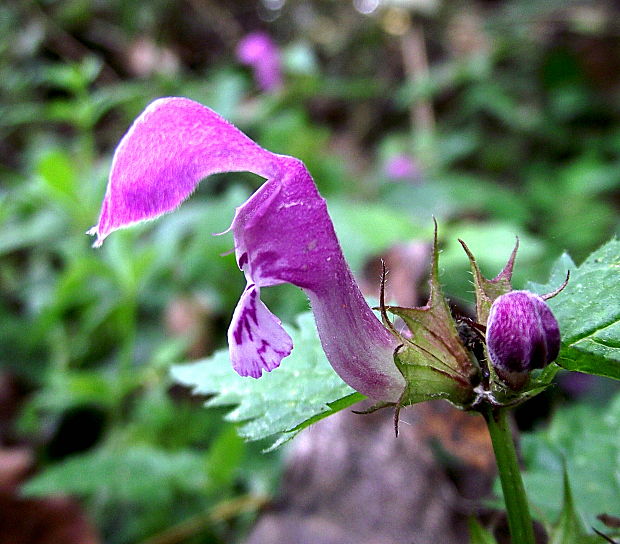 hluchavka škvrnitá Lamium maculatum L.