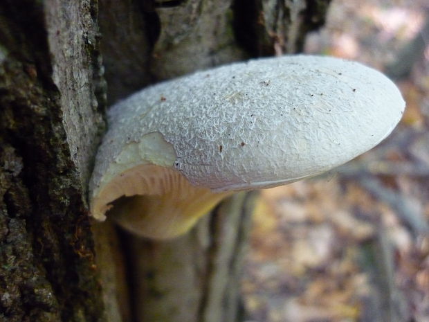 hliva dubová Pleurotus dryinus (Pers.) P. Kumm.