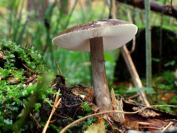 štítovka jelenia Pluteus cervinus (Schaeff.) P. Kumm.