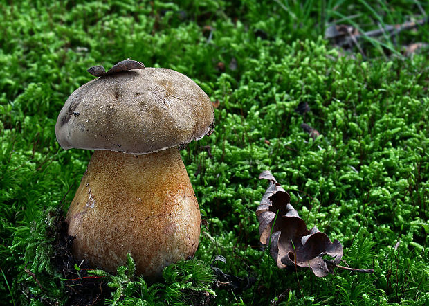 podhríb žlčový Tylopilus felleus (Bull.) P. Karst.