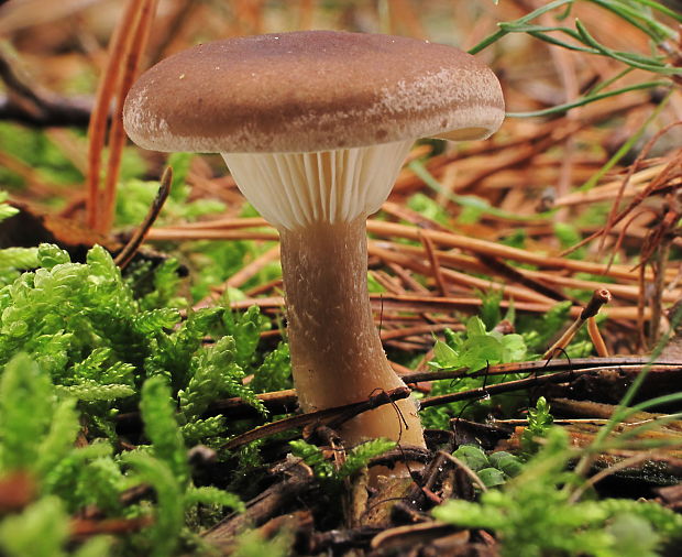 strmuľka kyjakovitá Ampulloclitocybe clavipes (Pers.) Redhead, Lutzoni, Moncalvo & Vilgalys