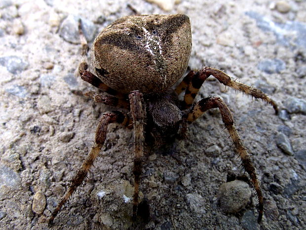 križiak veľký Araneus angulatus