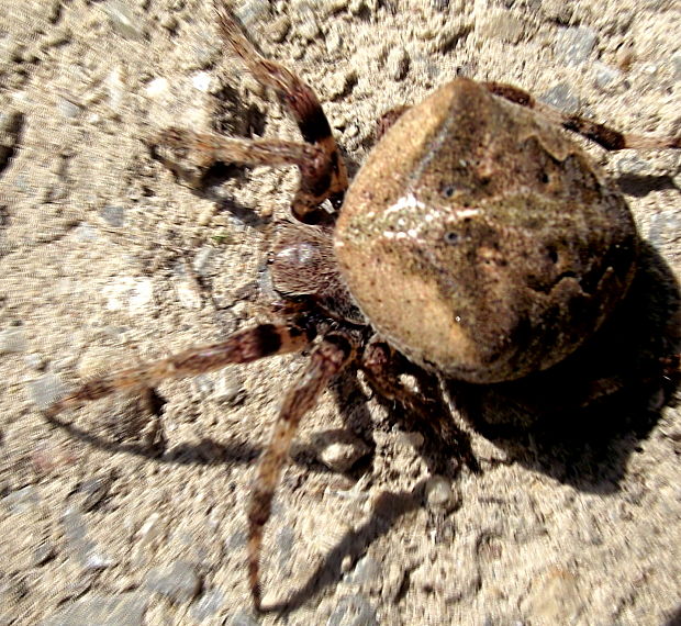 križiak veľký Araneus angulatus