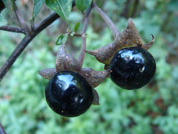 ľuľkovec zlomocný Atropa bella-donna L.