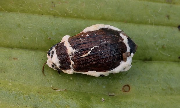 bovéria Beauveria sp.