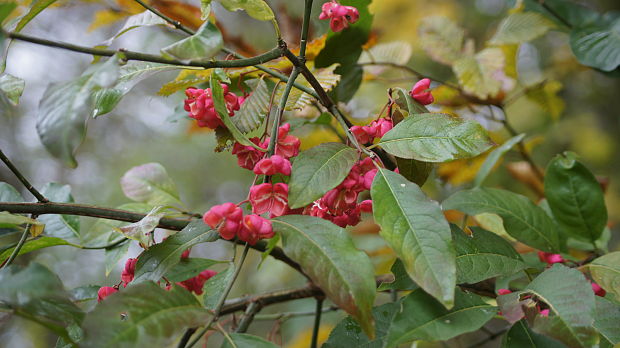 bršlen európsky Euonymus europaeus L.