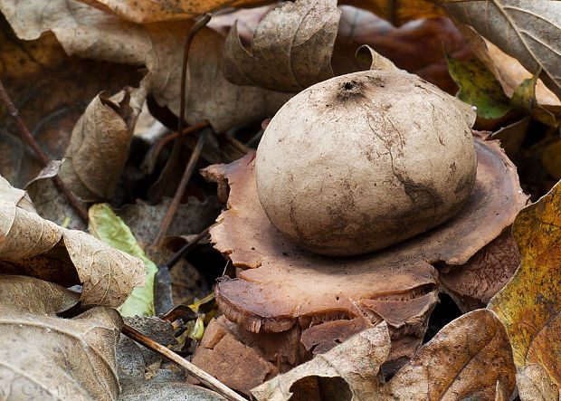 hviezdovka trojitá Geastrum triplex Jungh.