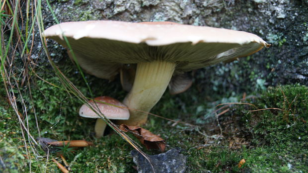 strapcovka tehlovočervená Hypholoma lateritium (Schaeff.) P. Kumm.