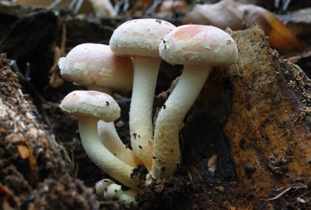 strapcovka Hypholoma sp.