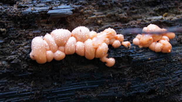 vlčinka červená Lycogala epidendrum (J.C. Buxb. ex L.) Fr.