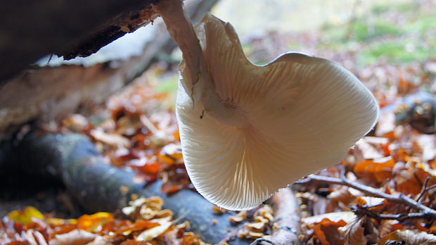 sliznačka obyčajná Mucidula mucida (Schrad.) Pat.