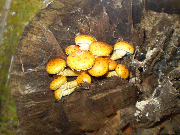 šupinovka Pholiota sp.