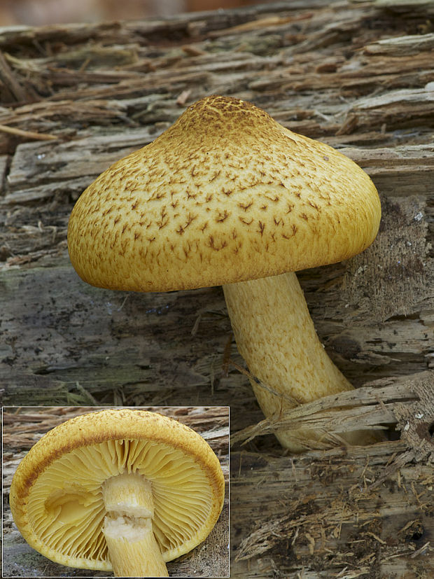 šupinovka ? Pholiota sp.