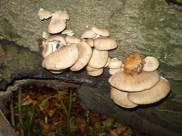 hliva ustricovitá Pleurotus ostreatus (Jacq.) P. Kumm.