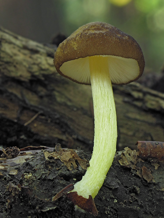 štítovka žltohlúbiková Pluteus romellii (Britzelm.) Sacc.